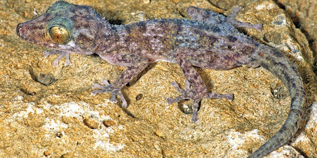 An adult male of the new nocturnal gecko species, <i>Paroedura hordiesi</i>.