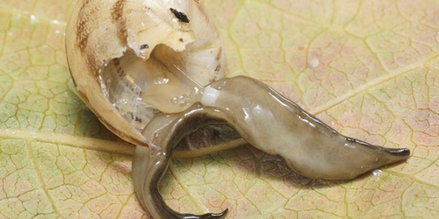 The New Guinea flatworm uses its pharynx (white) to ingest soft tissues from a Mediterranean snail.