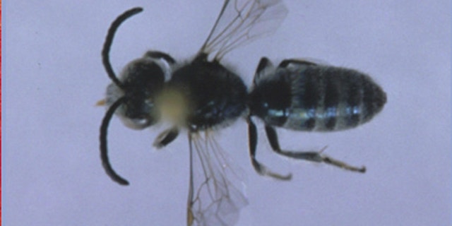 A closeup of a sweat bee, which is the size of a sesame seed.