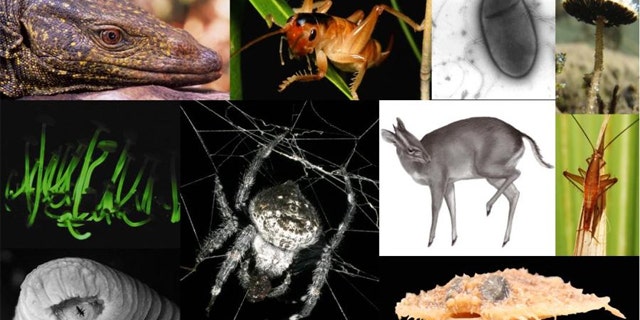 The top 10 new species list is issued annually by the International Institute for Species Exploration at Arizona State University and an international committee of taxonomists -- scientists responsible for species exploration and classification.