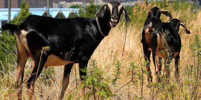 A decapitated goat discovered in a storage bin near railroad tracks in New Jersey on Monday sparked an investigation.