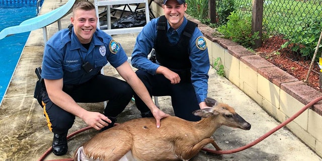 The deer was released back into the woods to "spread the word" about the pool, the police department joked.