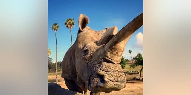 Nola, one of the last northern white rhinos on Earth, died this week.