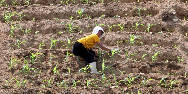 Peasants in North Korea must turn food over to the government, even as they starve.