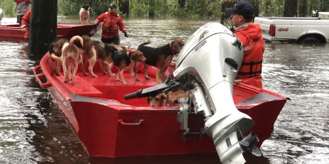 Members of Coast Guard rescue team helped save a group of 10 beagles from floodwaters spawned by Hurricane Florence in Riegelwood, North Carolina.