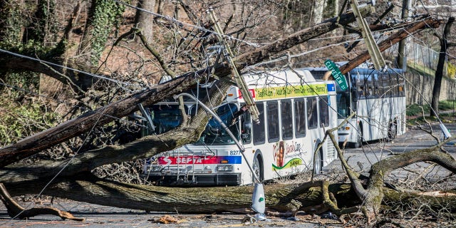 A bus is covered by a tree that collapsed onto power lines due to a storm last Friday in Bryan Mawr, Pa., Sunday, March 4, 2018