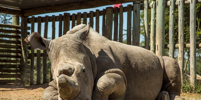 Sudan, the last male northern white rhino, at Ol Pejeta Conservancy in Kenya on June 25, 2015.
