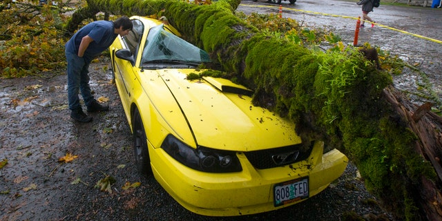 Oct. 15, 2016: Angel Ramon peers into what is left of his 2003 Mustang after giant tree limb fell on it while he was at work in the nearby Dari Market in Coburg, Ore.