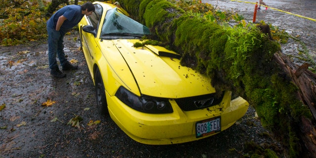 Oct. 15, 2016: Angel Ramon peers into what is left of his 2003 Mustang after giant tree limb fell on it while he was at work in the nearby Dari Market in Coburg, Ore.