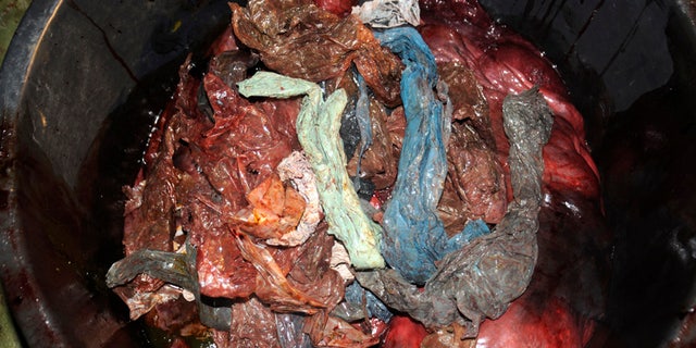 In this handout photo from the University of Bergen taken on Tuesday, Jan. 31, 2017, plastic bags are shown inside the stomach of a two-ton whale that was beached in shallow waters off Sotra, an island west of Bergen, some 200 kilometers (125 miles) northwest of Oslo. Norwegian zoologists have found about 30 plastic bags and other plastic waste in the stomach of a beaked whale that had beached on a southwestern Norway coast. Terje Lislevand of the Bergen University says the visibly sick, 2-ton goose-beaked whale was euthanized. Its intestine "had no food, only some remnants of a squid's head in addition to a thin fat layer." (University of Bergen via AP)