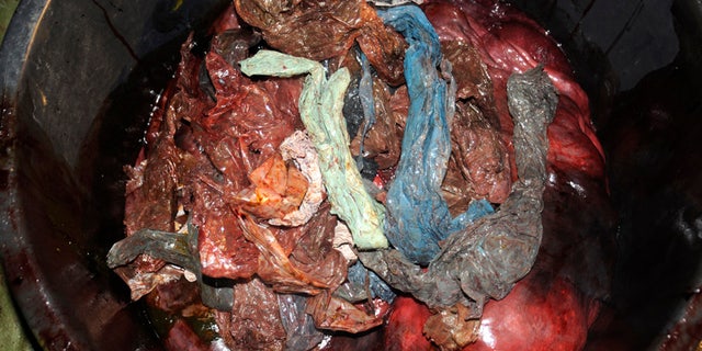 In this handout photo from the University of Bergen taken on Tuesday, Jan. 31, 2017, plastic bags are shown inside the stomach of a two-ton whale that was beached in shallow waters off Sotra, an island west of Bergen, some 200 kilometers (125 miles) northwest of Oslo. Norwegian zoologists have found about 30 plastic bags and other plastic waste in the stomach of a beaked whale that had beached on a southwestern Norway coast. Terje Lislevand of the Bergen University says the visibly sick, 2-ton goose-beaked whale was euthanized. Its intestine "had no food, only some remnants of a squid's head in addition to a thin fat layer." (University of Bergen via AP)