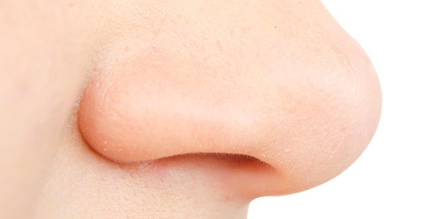 human nose