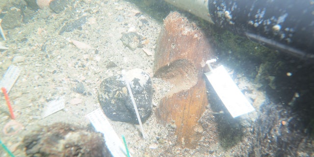 One of the stakes excavated at Manasota Key Offshore revealed a notch in its length. It is not yet known what the notch was for.