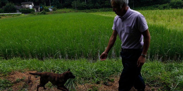 Aug. 19, 2011: Naoto Matsumura's dog Aki runs to meet him while he checks on his rice paddy in Tomioka town, Fukushima, northeastern Japan. Nearly six months after Japan's catastrophic earthquake and tsunami, the 53-year-old believes he is the only inhabitant left in this town sandwiched between the doomed Fukushima Dai-ichi nuclear power station to the north and another sprawling nuclear plant to the south.
