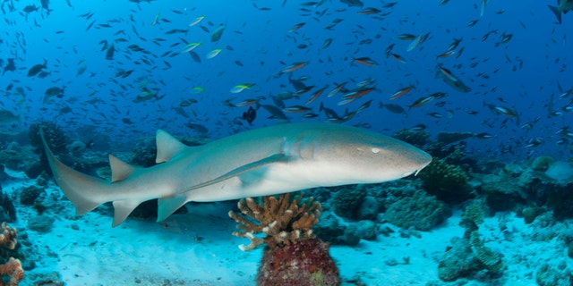 A large nurse shark swims over coral reef and is surrounded by hundreds of fish.