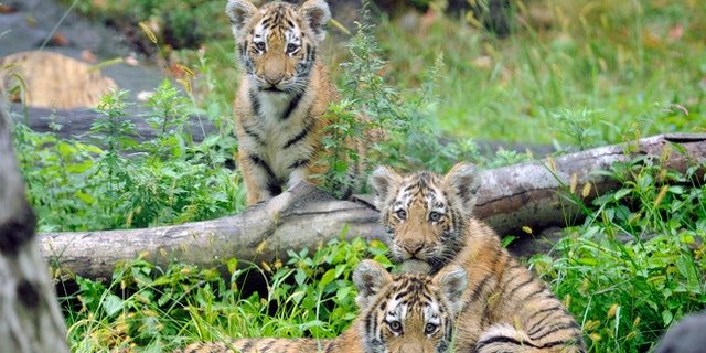 Sept. 20, 2010: In this photo provided by the Wildlife Conservation Society, three Amur tiger cubs rest by a fallen tree limb at the Tiger Mountain exhibit at the Bronx Zoo in New York.
