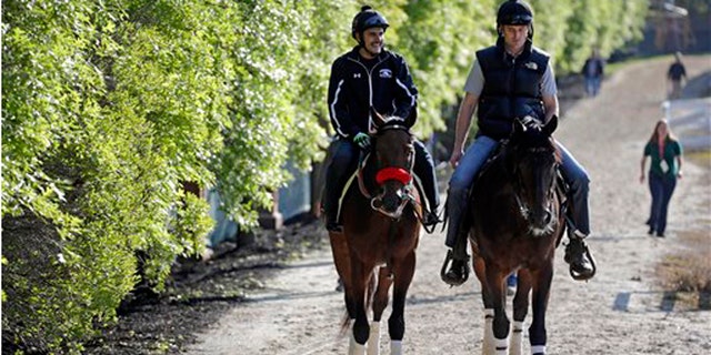 Kentucky Derby winner Nyquist, left, ridden by exercise rider Jonny Garcia, walks to the barns alongside an outrider at Pimlico Race Course in Baltimore, Friday, May 20, 2016. (AP Photo/Patrick Semansky)