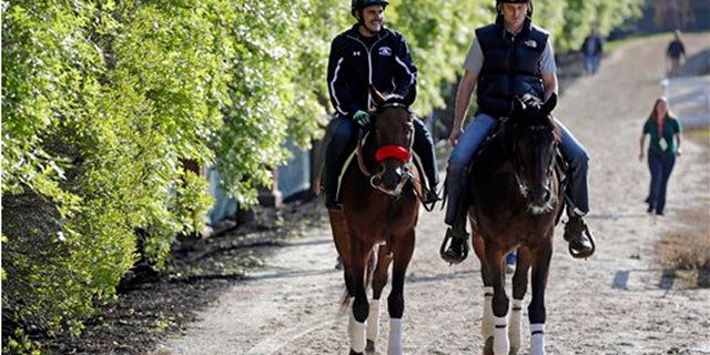 Kentucky Derby winner Nyquist, left, ridden by exercise rider Jonny Garcia, walks to the barns alongside an outrider at Pimlico Race Course in Baltimore, Friday, May 20, 2016. (AP Photo/Patrick Semansky)