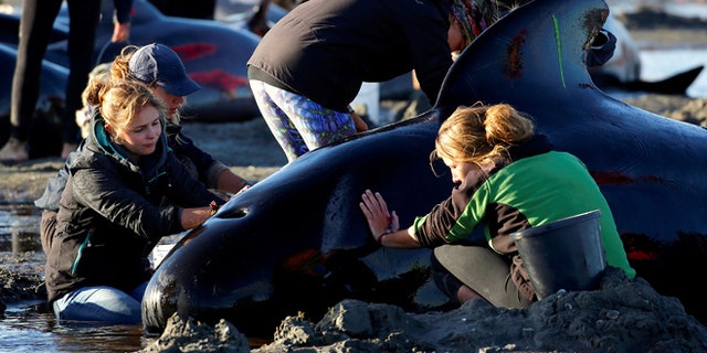 Volunteers attend to some of the hundreds of stranded pilot whales still alive.