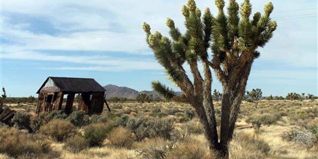 FILE - In this April 6, 2013, file photo, Joshua trees display unusually abundant booms in the Cima Dome area of the Mojave National Preserve. President Barack Obama is granting national monument status to nearly 1.8 million acres of scenic California desert wilderness, including land that would connect this preserve to other established national monuments and national parks in the area. Obama, in California this week for a fund-raising swing, plan to make the announcement Friday, Feb. 12, 2016 (David DanelskiThe Press-Enterprise via AP, File) MANDATORY CREDIT