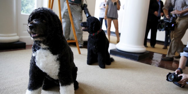 July 1, 2015: Obama family dogs Bo (L) and Sunny as visitors can now take photos during a tour of the White House in Washington.
