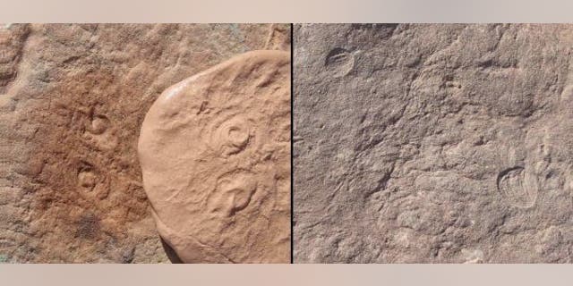 Obamus coronatus (left) and Attenborites janeae (right) were discovered in a mountain range in Australia.