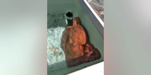 The fish market introduced the world to "Fred" last week.