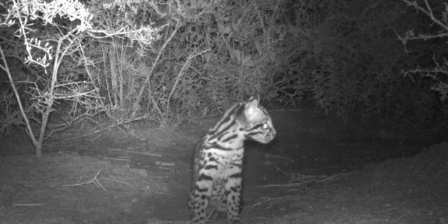 New ocelot kitten photographed by remote camera at Laguna Atascosa NWR (USFWS).