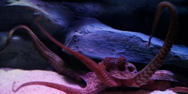 A group of more than 100 octopus "moms" and their eggs were found clustered about 2 miles below the ocean's surface off the Pacific coast of Costa Rica.
