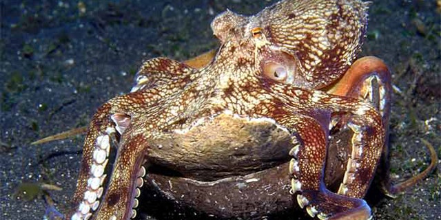 A veined octopus (Amphioctopus marginatus) moves while carrying two stacked coconut shell halves that it uses for shelter.