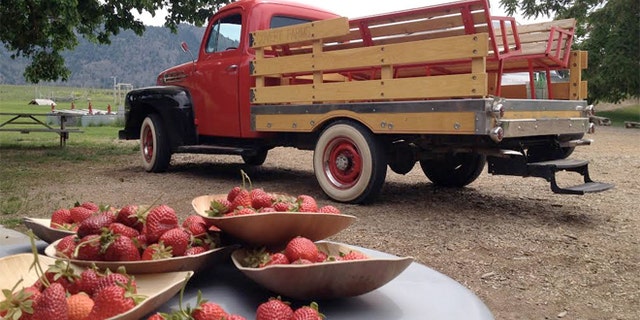 Working farms like Covert Farms invite guests for a day of berry-picking, hiking and wine tasting.