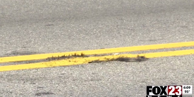 Residents in north Tulsa, Oklahoma told FOX 23 News work crews painted over roadkill on a city street.