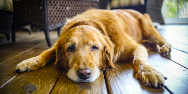 This was my dog Cali's last day before we had to put her to sleep. She was a great Golden Retriever!