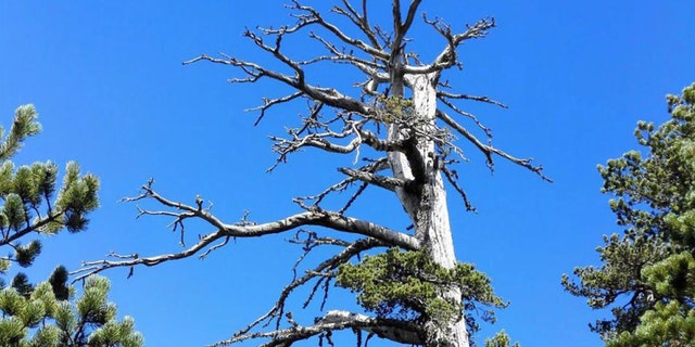 Meet Italus, a 1,230-year-old pine tree from Italy who just became the oldest scientifically-dated tree in Europe. Credit: Gianluca Piovesan