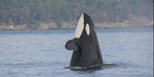 "Granny," the world's oldest orca, has not been sighted since October 2016.