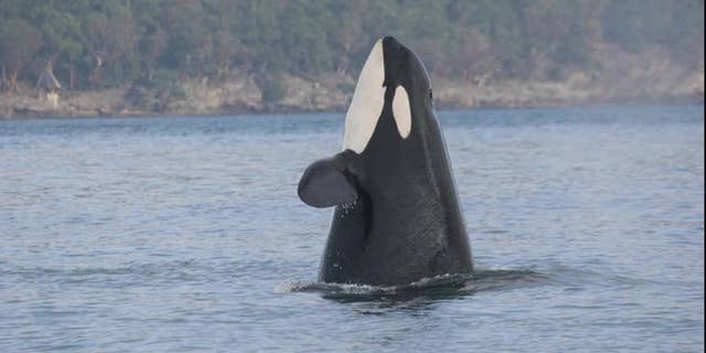 "Granny," the world's oldest orca, has not been sighted since October 2016.
