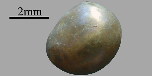 Over 7,500 years old, this ancient Arabian pearl measures only 0.07 inches.