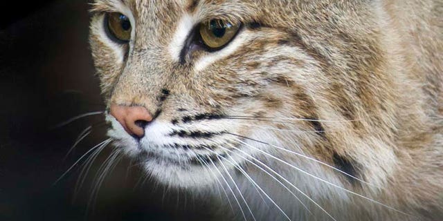 This photo provided by the Smithsonian's National Zoo shows Ollie, a female bobcat the the zoo.