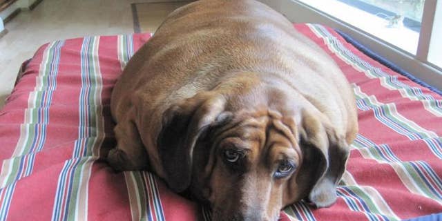 Obie the Obese Dachshund On the Road to Recovery | Fox News