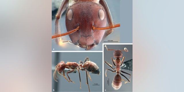 An ant from a new species group called "Colobopsis explodens" capable of "exploding themselves" when under attack.