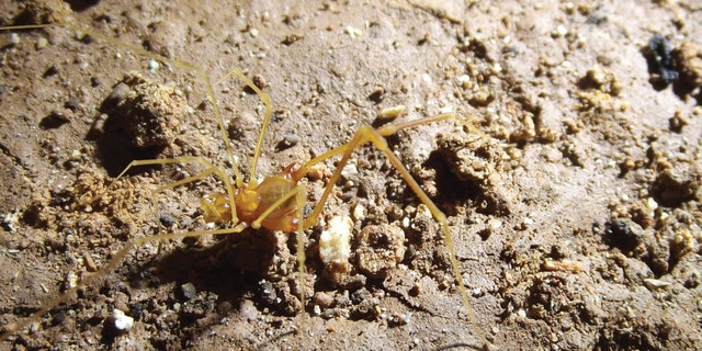 Iandumoema smeagol sp. n. Live male specimen foraging in its natural habitat, showing detail of the pale yellowish coloration. (ZooKeys)