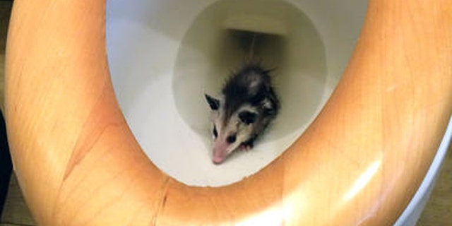 This May 1, 2016 photo provided by the County of San Diego Department of Animal Services shows a baby opossum in a toilet bowl in a home in San Diego, Calif.