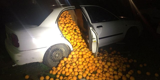 Police in Seville, Spain found 9,000 pounds of stolen oranges stuffed into three vehicle.