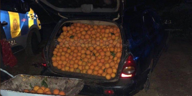 Police said when they opened the door to the vehicles, hundreds of oranges spilled out.