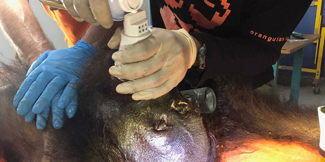 A male orangutan was found riddled with at least 130 air gun pellets in Borneo.