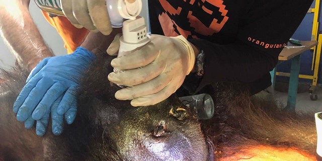 A male orangutan was found riddled with at least 130 air gun pellets in Borneo.