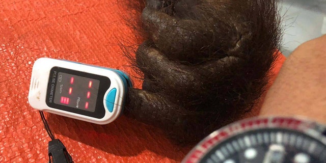 Bornean and Sumatran orangutans are listed as critically endangered by the International Union for Conservation of Nature.