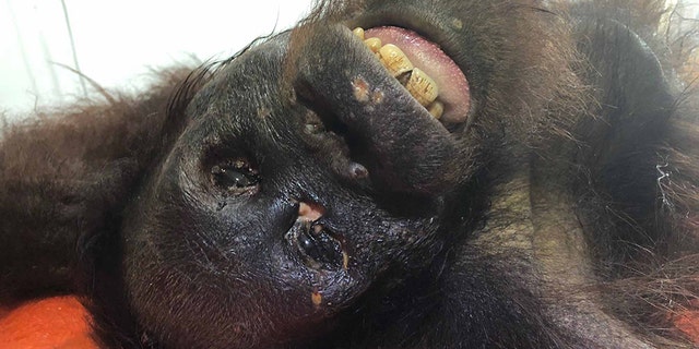 Bornean and Sumatran orangutans are listed as critically endangered by the International Union for Conservation of Nature.