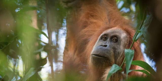 The Pongo tapanuliensis, a new species of orangutan (Andrew Walmsley)
