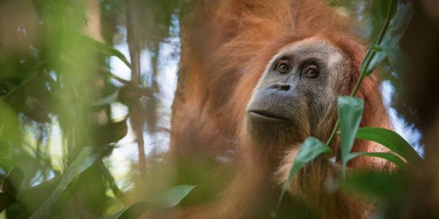 The Pongo tapanuliensis, a new species of orangutan (Andrew Walmsley)